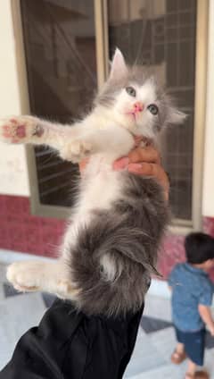 Persian Double Coat Kittens
