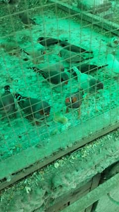 zebra finches