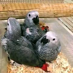 African grey parrot chick 03248667902