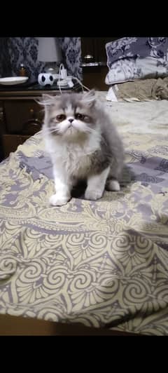 PERSIAN KITTEN XPUNCH