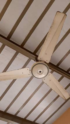 3 ceilling fan for sale