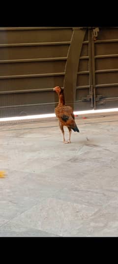 aseel female age 1.5 year