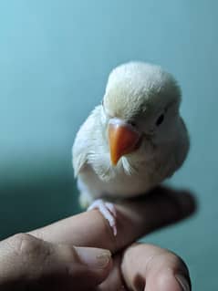albino red eye tamed piece