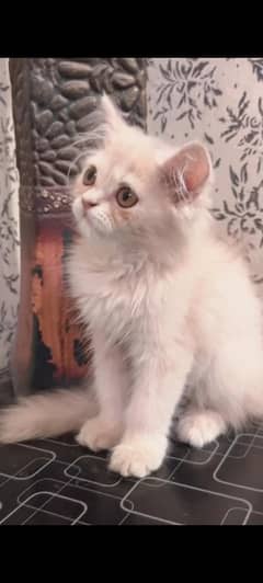 3 month male Pershion cat