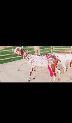 Deis Bakri 3 bacho wali for sale WhatsApp 0324,3941,421