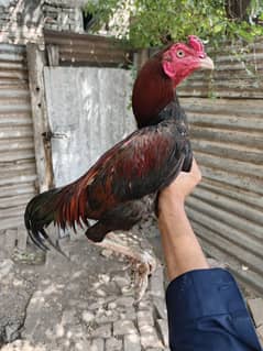 For