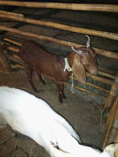 doodh wali bakri