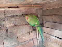 Parrot female for sale or exchange