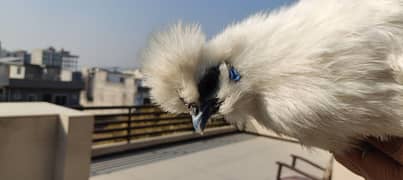 Beautiful silkie chickens, hens and chicks available pure breed 