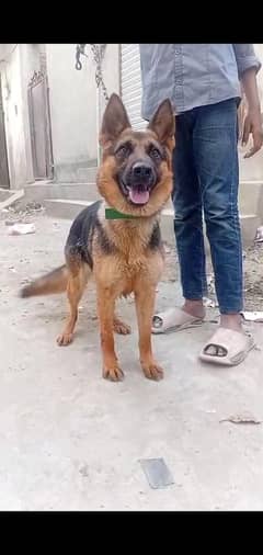 German shepherd female for sale