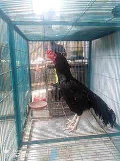 lasani breeder murga