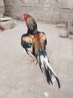 breeder