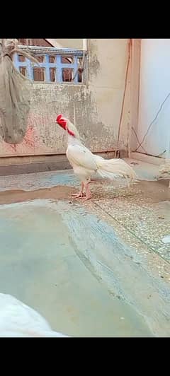 Hira
