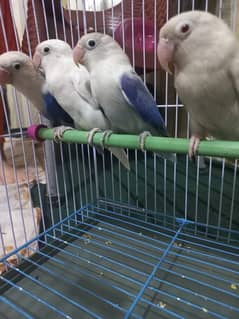 Breeder Love Birds Pair (100%)