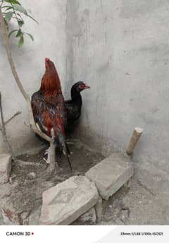 Pure Aseel Pair