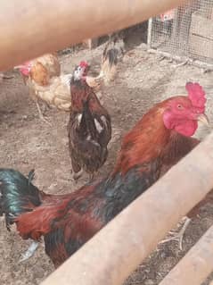 Sindhi cross i and misri rooster( Murgey) for sale in different prices