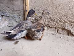 Duck pair