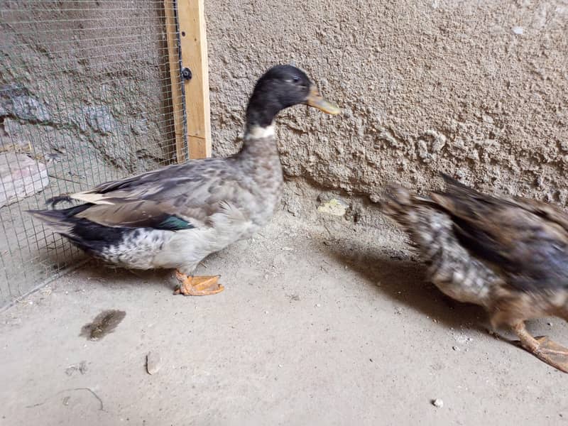 Duck pair 1