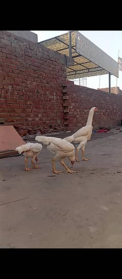 white Shamo females