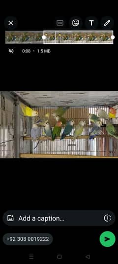 Fisheries | Albino | love bird | birds | parrot | oplines | Cremino
