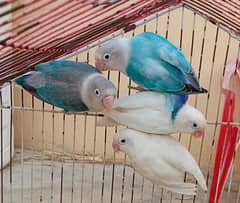 blue opline and albino lotino pasnata