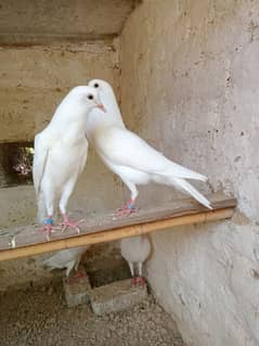white Norwich chicks o kali
