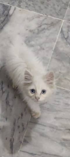 BLUE EYES PERSIAN KITTEN