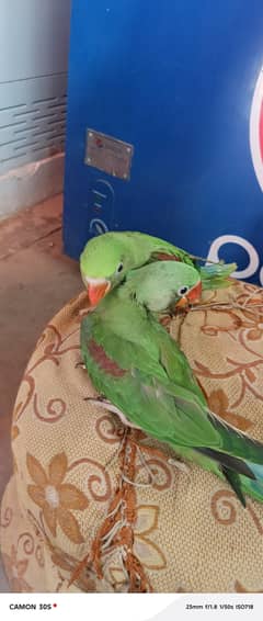 hand tame bird