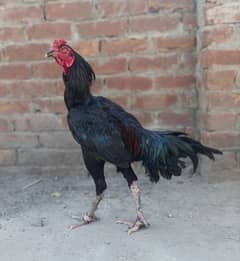 Thai burmi hint cross Aseel patha