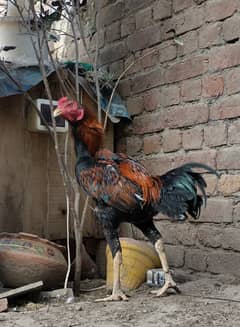 Amrooha/ Heera/ pathae/ Pathyan/ Breeder hen/ Chicks