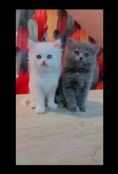 Persian  | Persian Cat | Punch Face Persian  WhatsApp03134912869