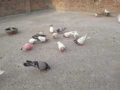 parwazi