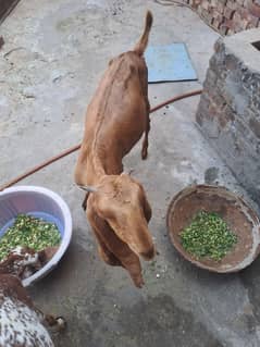 03 goat pathen