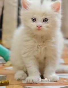 white cat for sale