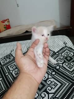persian kittens | Tripple coat | sami punch face | cute kittens