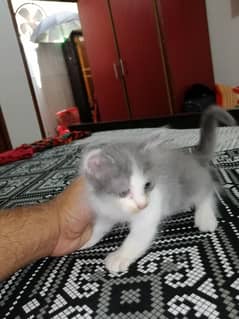 persian kittens | Tripple coat | sami punch face | cute kittens