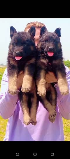 German shepherd proper long cot pie for sale