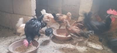Golden Misri 1+2 set  & Wyandotte Males