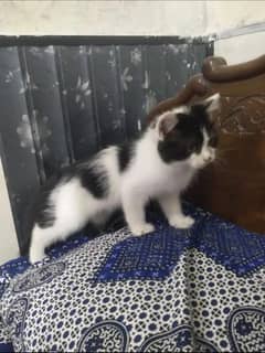 Persian