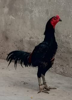 Thaii pakoya breedar Male | Aseel Thai | Aseel hen | black eye Male