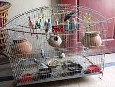 Budgie with Cage