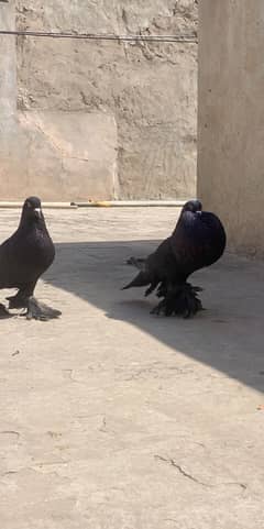 BlacK Pouter Breeder Pair