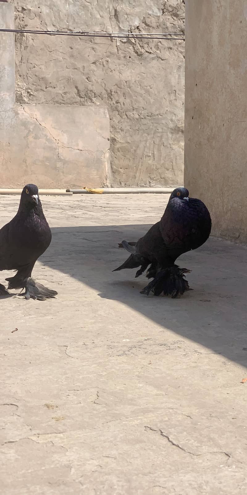 BlacK Pouter Breeder Pair 0