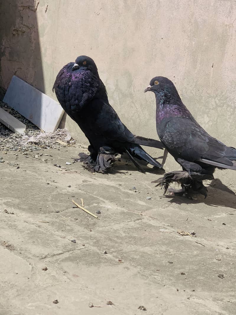 BlacK Pouter Breeder Pair 1