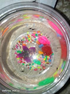 black molly whit Molly fish.       03125756714