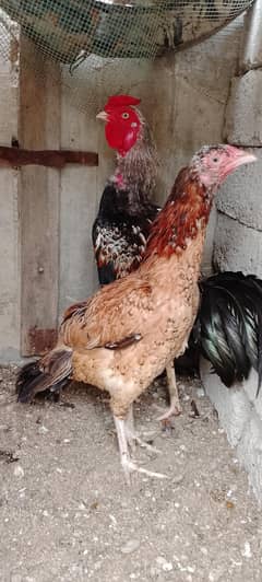 pair cock and hen
