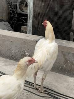 Aseel heera pair