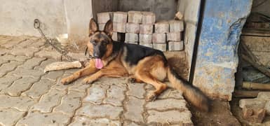 german shepherd female and female puppy for sale