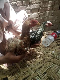 Aseel Hens