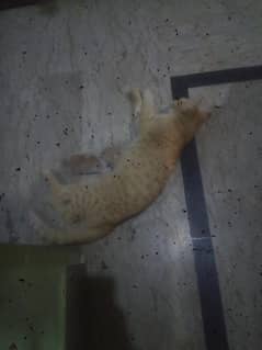 free ma female or 5 baby 15 days ka ha